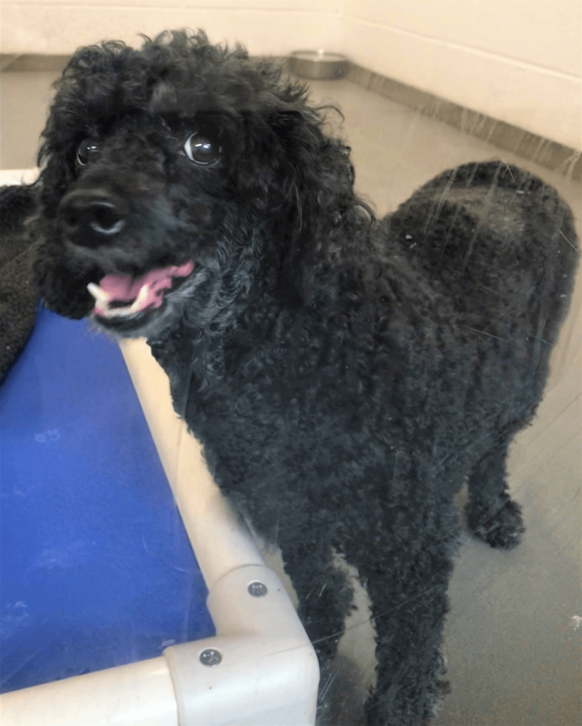 Image of a black dog from our visit to Manchester & Cheshire Dog's Home