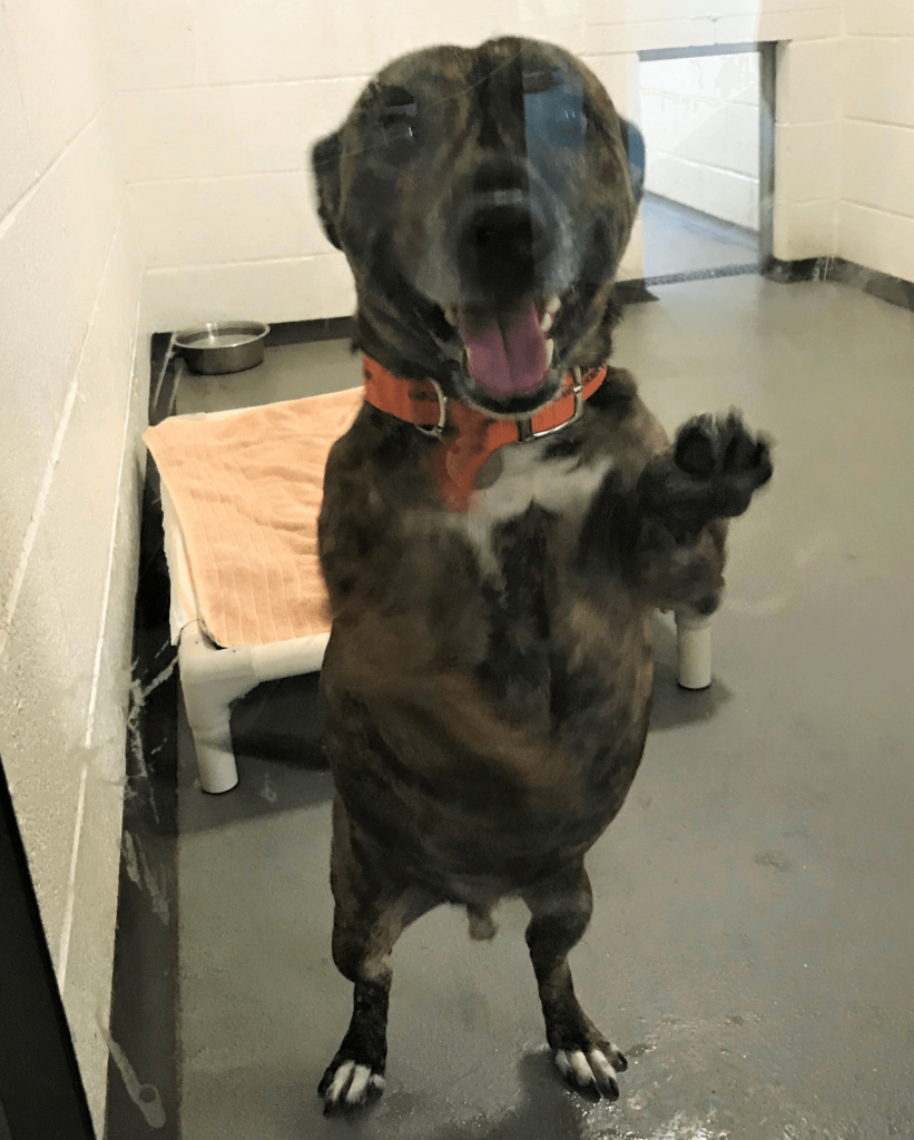 Image of brown from our visit to Manchester & Cheshire Dog's Home