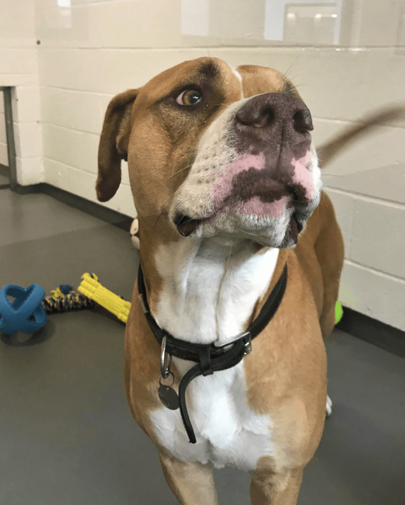 Image of a light brown dog from our visit to Manchester & Cheshire Dog's Home
